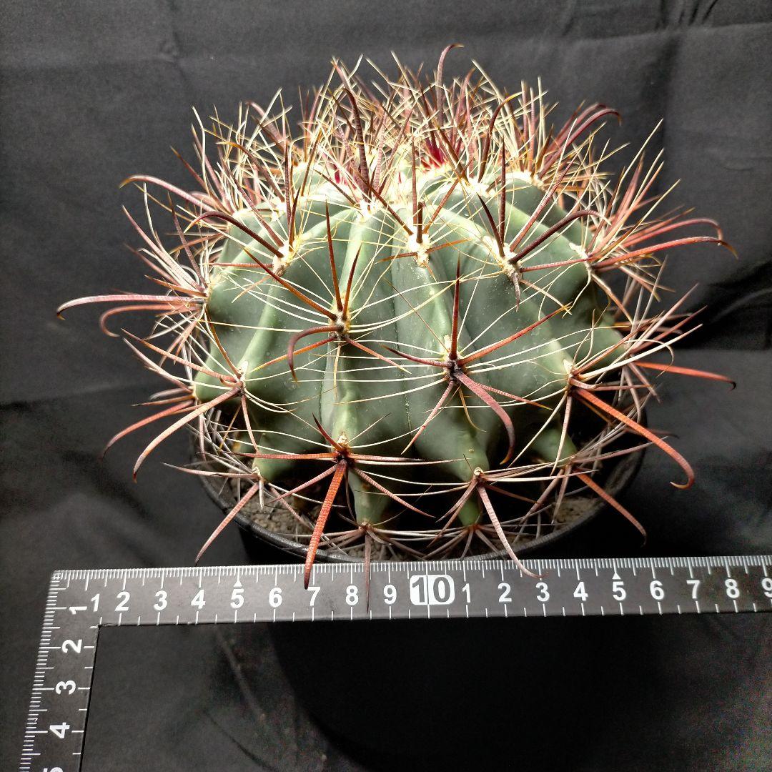 H*u様 フェロカクタス 金赤竜 中株 赤鳳 鯱頭 神仙玉 刈穂玉 巨鷲玉 金冠