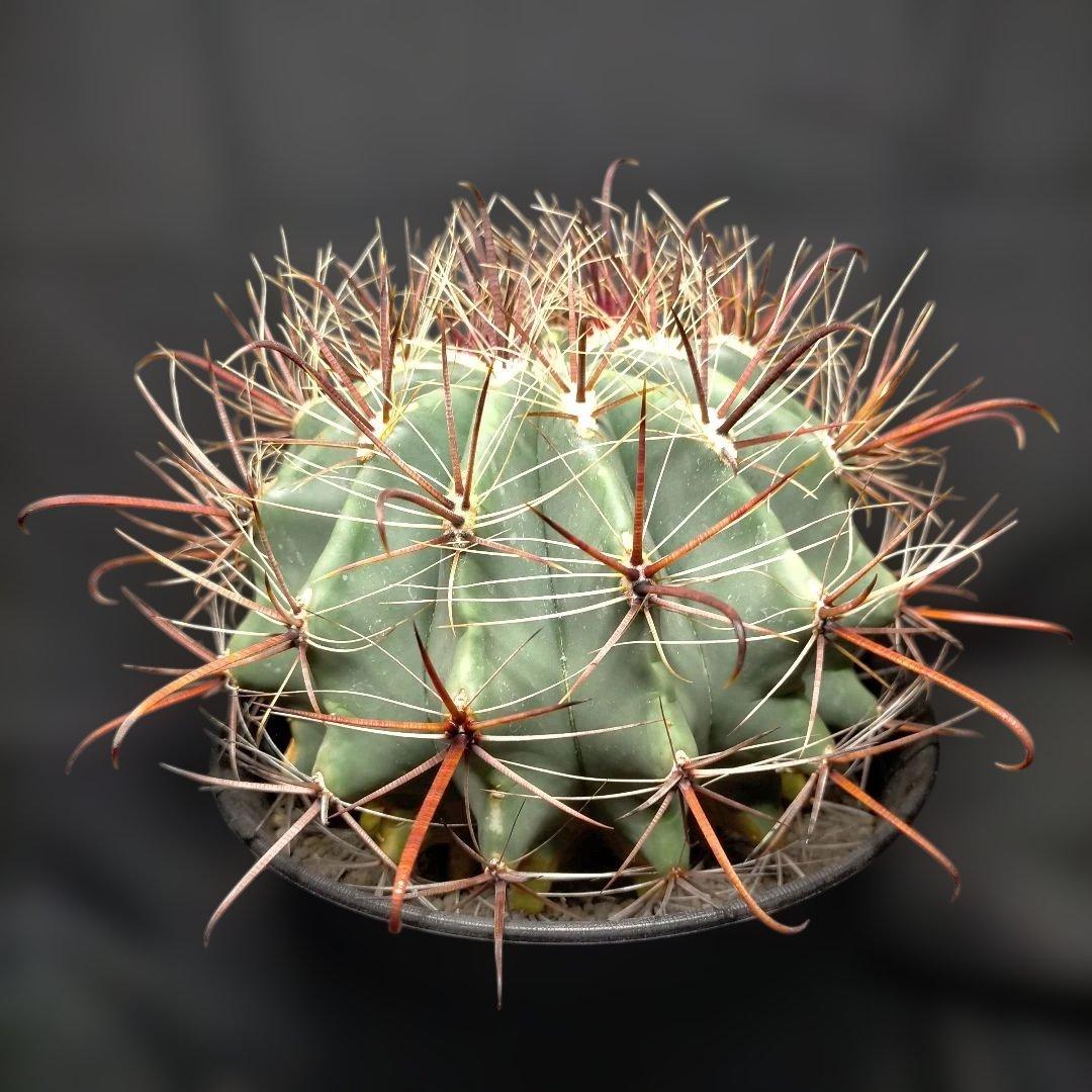 H*u様 フェロカクタス 金赤竜 中株 赤鳳 鯱頭 神仙玉 刈穂玉 巨鷲玉 金冠