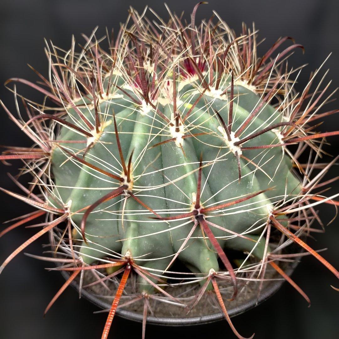 H*u様 フェロカクタス 金赤竜 中株 赤鳳 鯱頭 神仙玉 刈穂玉 巨鷲玉 金冠