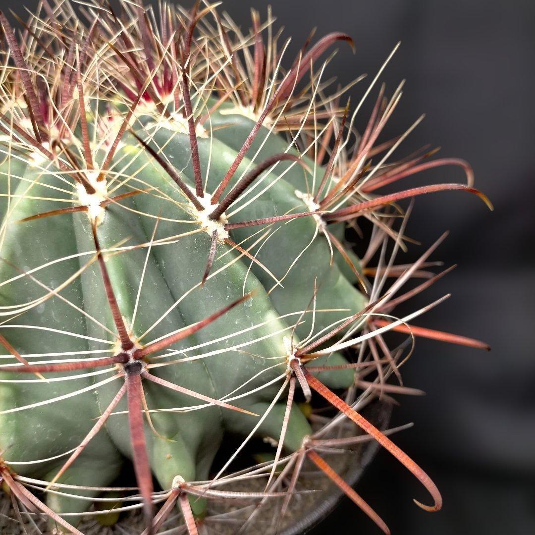 H*u様 フェロカクタス 金赤竜 中株 赤鳳 鯱頭 神仙玉 刈穂玉 巨鷲玉 金冠