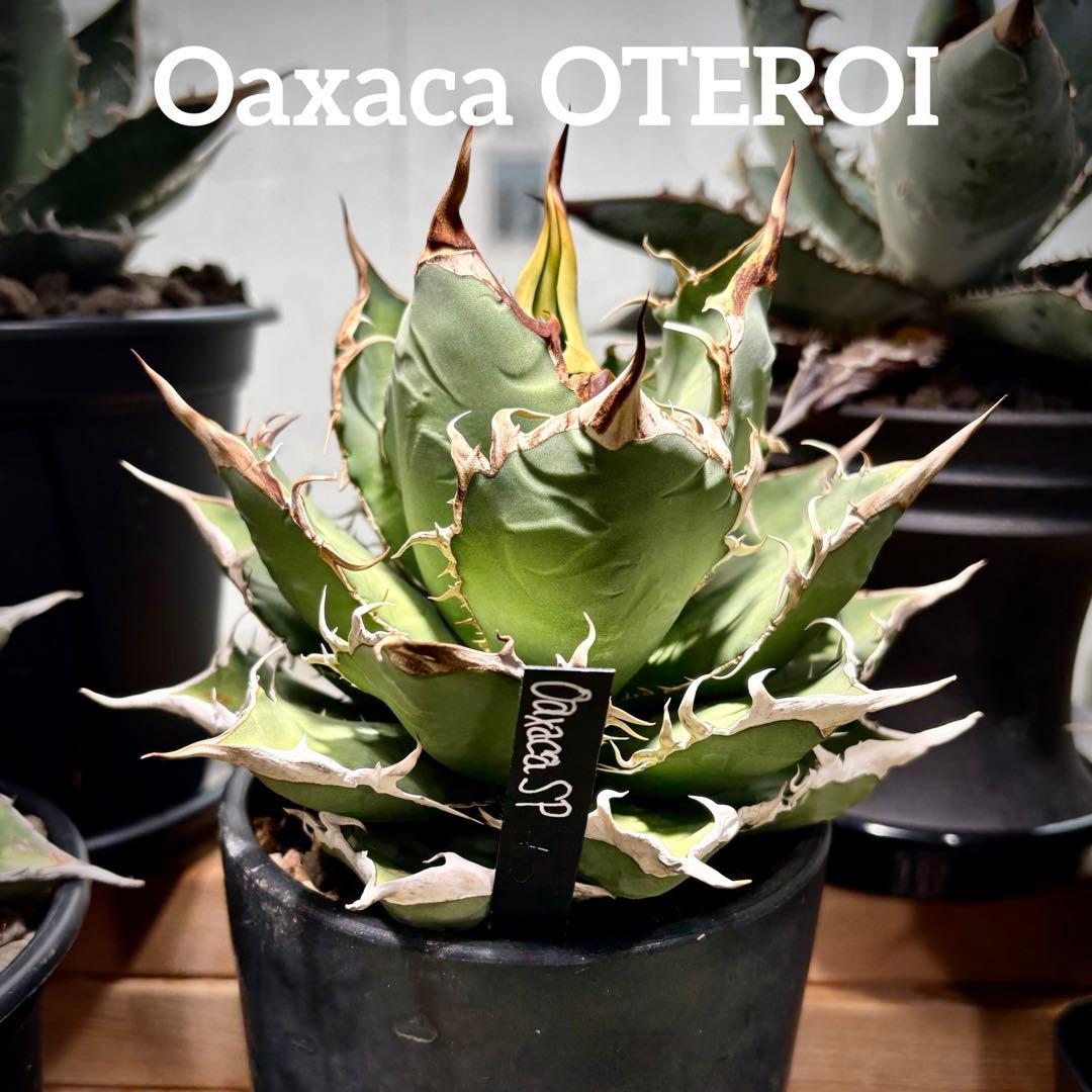 アガベ オアハカ　オテロイ　現地株　チタノタ