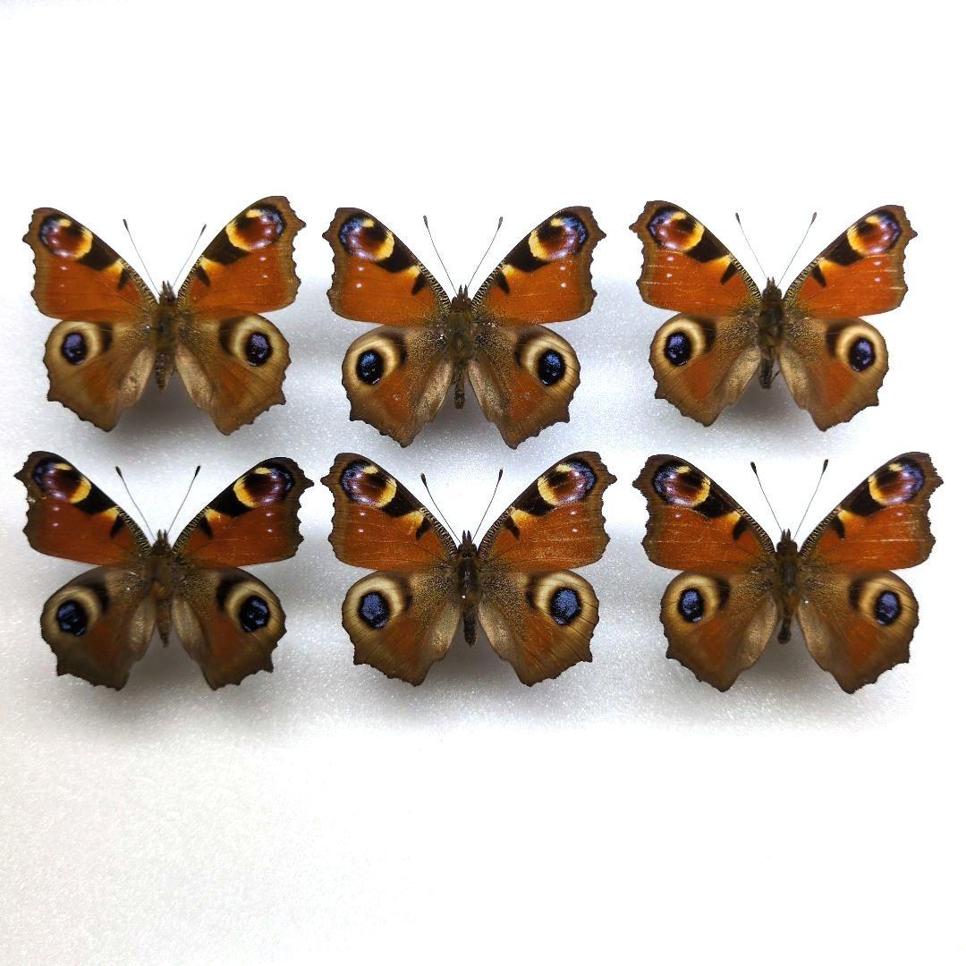 蝶標本　 クジャクチョウ