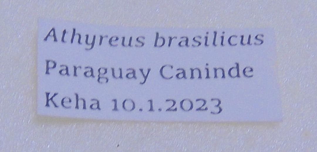 パラグアイ産センチコガネ 15mm