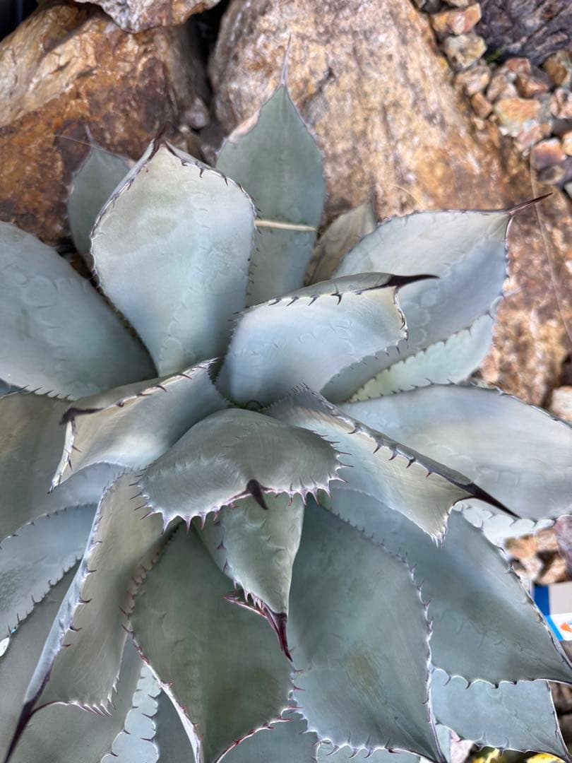 アガベ　姫吉祥天　大株　吉祥天　パリー　ホーチエンシス