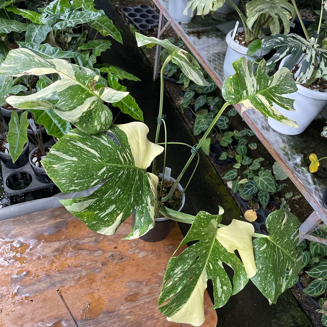 根っこバチバチ　モンステラ　クリームブリュレ　鉢17㎝サイズ