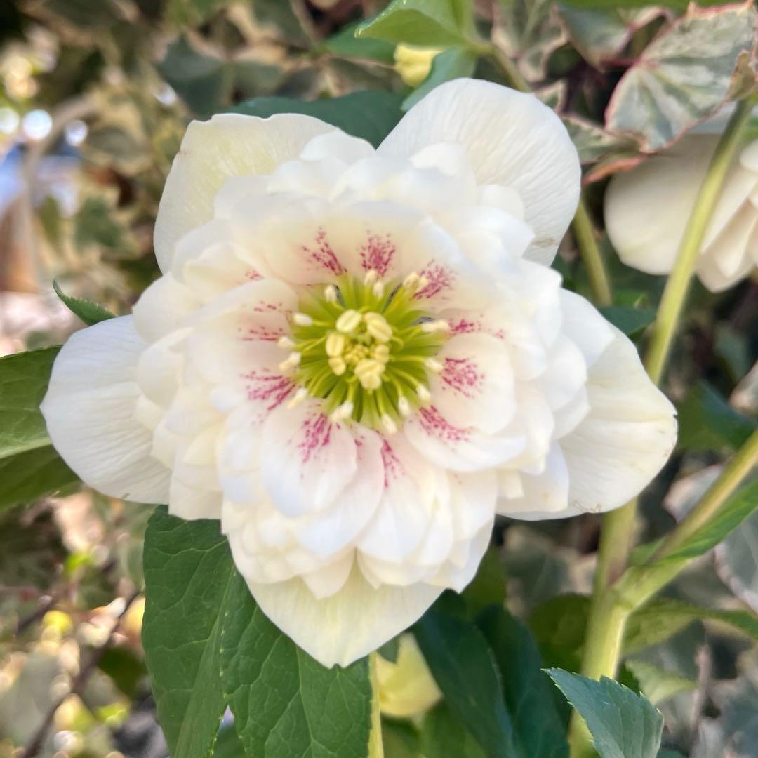 クリスマスローズ　ウィンターシンフォニー　レフレール