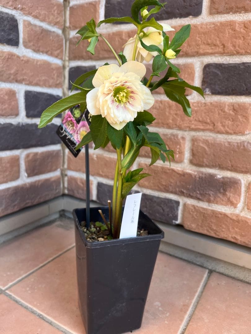 クリスマスローズ　ウィンターシンフォニー　レフレール