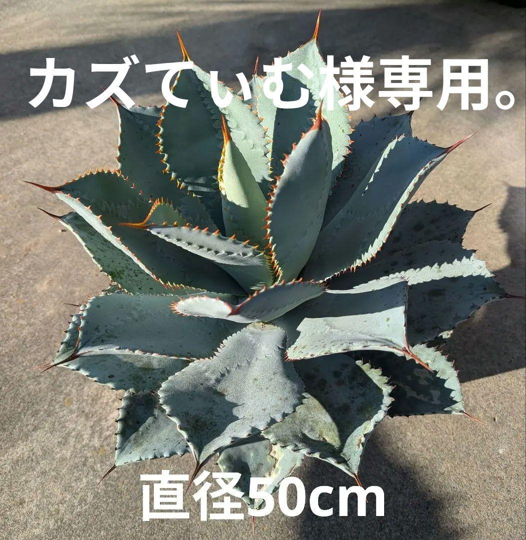 アガベ☆ブルーウェーブ 大株 Agave Blue Wave hybrid