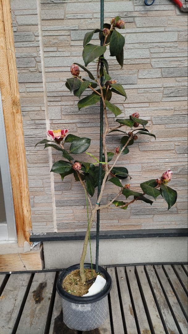 隠れ磯　椿　ツバキ