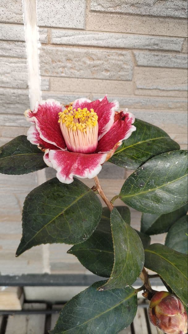 隠れ磯　椿　ツバキ