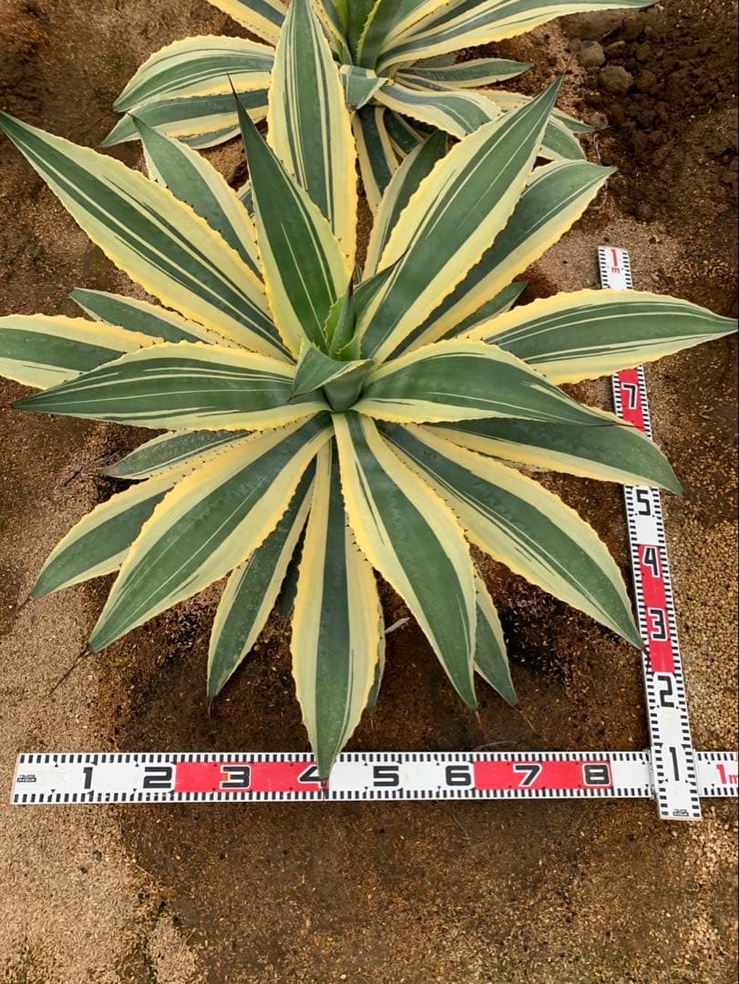 アガベ　ＳＰバリエガータ　　引取限定