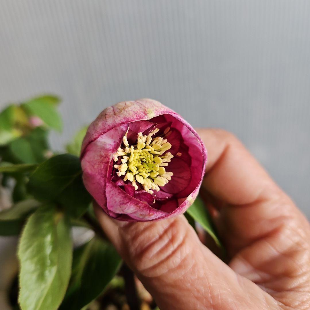 hyssa様にご提案苗㉖-514クリスマスローズ