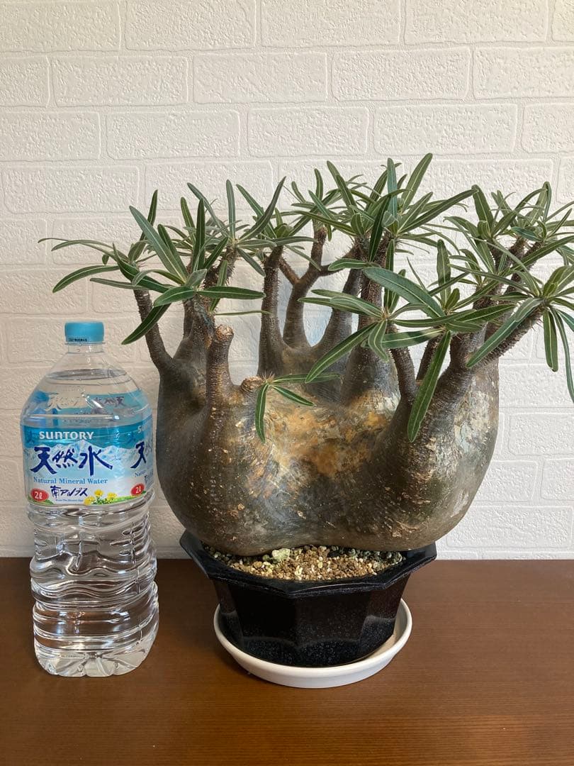 【植物引退】特大　グラキリス　現地球