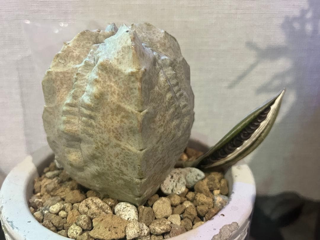 ガガイモ　ホワイトスロアネア　クラサ　種 10個