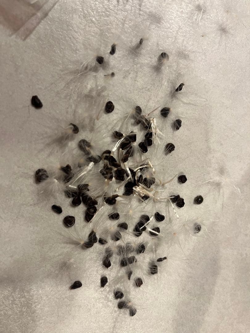 ガガイモ　ホワイトスロアネア　クラサ　種 10個