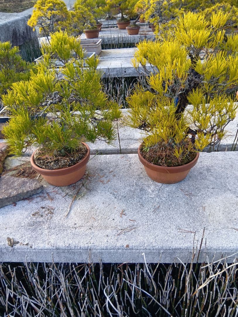 黒松（実生から45年）2鉢まとめて