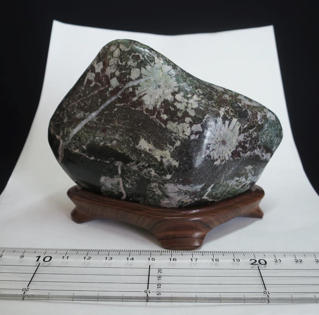 菊花石 　根尾菊花石 緑地に白花　鑑賞石　水石 盆栽