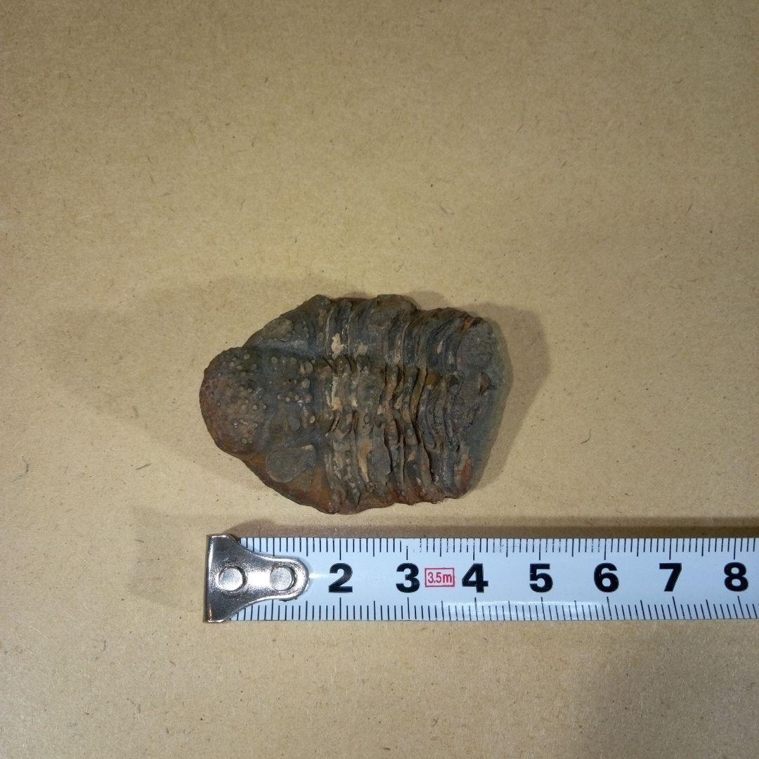 三葉虫　化石　三葉虫化石　究極のレトロ　fossil　ボリビア産　化石管理番号⑤
