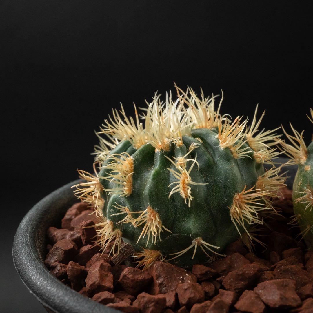 綾波 モンスト x2 （実生） #215