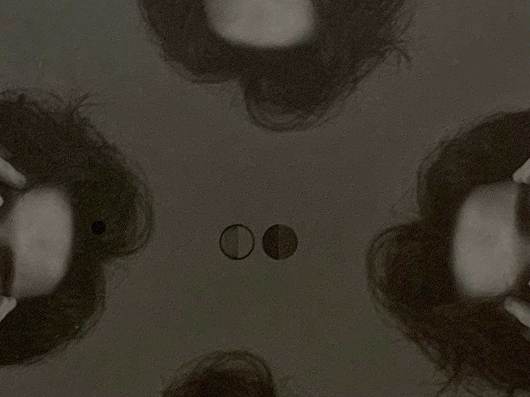 Dimash Kudaibergen（ディマシュ・クダイベルゲン） ID