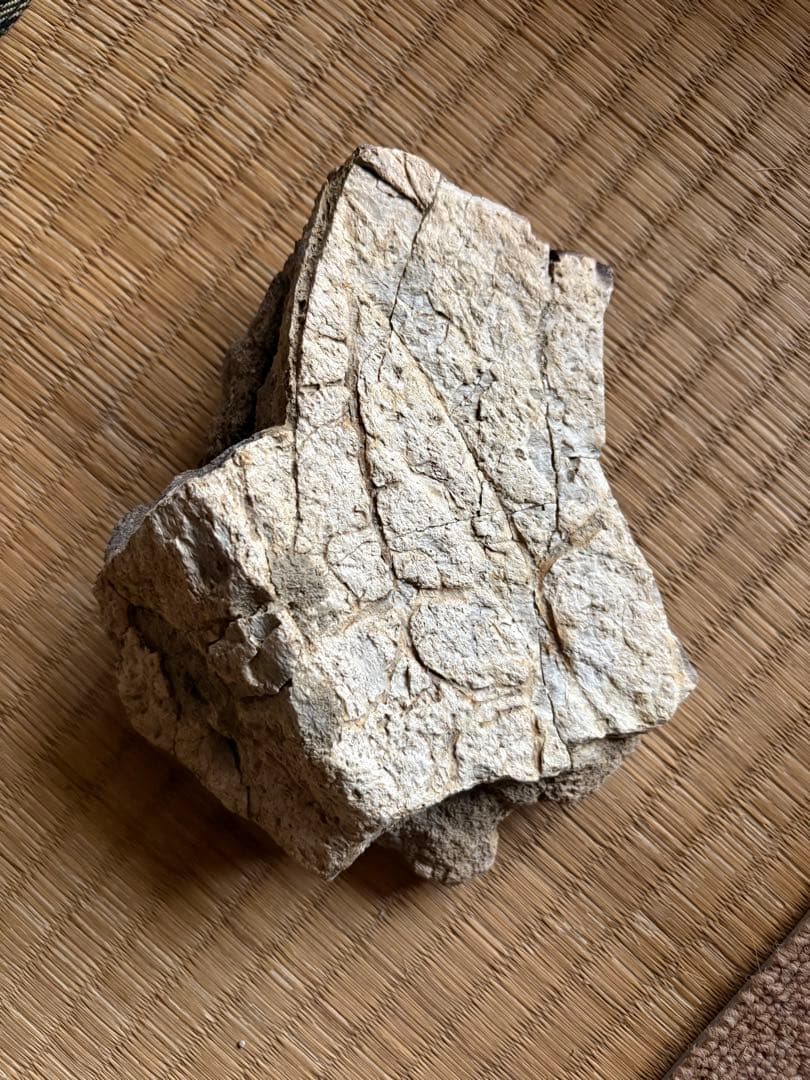 トリケラトプス　フリル　化石　恐竜