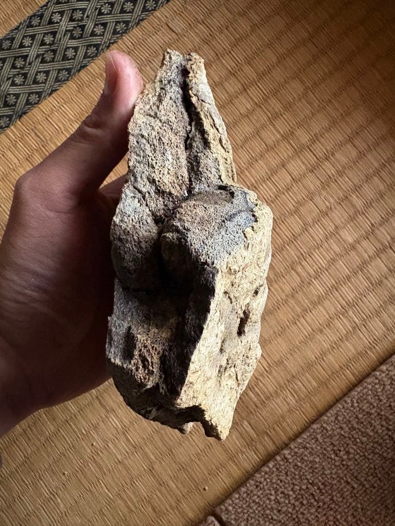 トリケラトプス　フリル　化石　恐竜