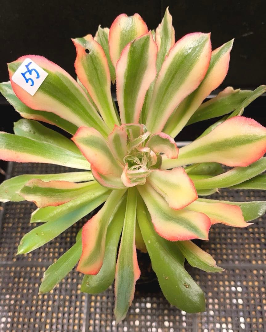 55#多肉植物アエオニウム錦❤️ 光輝 ❤️1大頭5子芽18cm 拔き苗