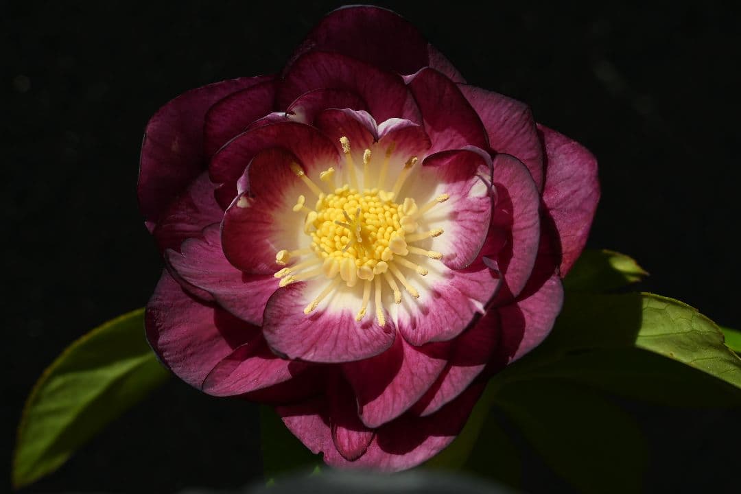 クリスマスローズ　認定紅白の輝き　加藤農園