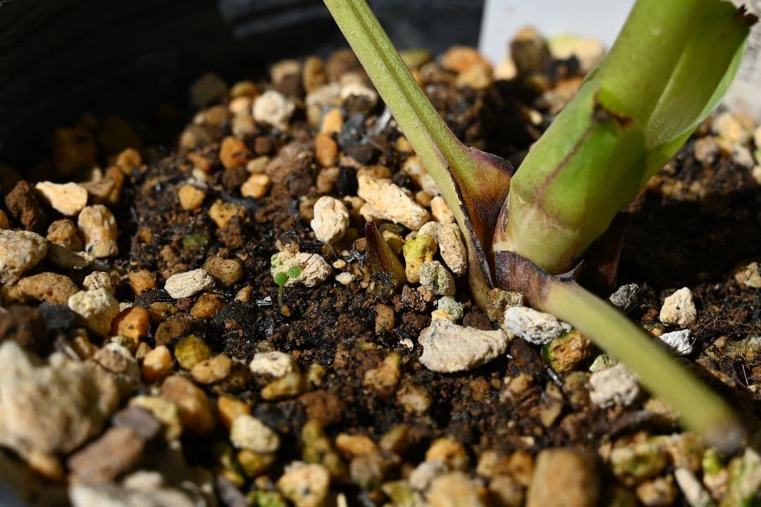 クリスマスローズ　認定紅白の輝き　加藤農園