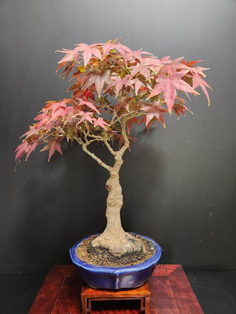 紅葉 もみじ 紅葉盆栽 もみじ盆栽 楓 カエデ　盤根