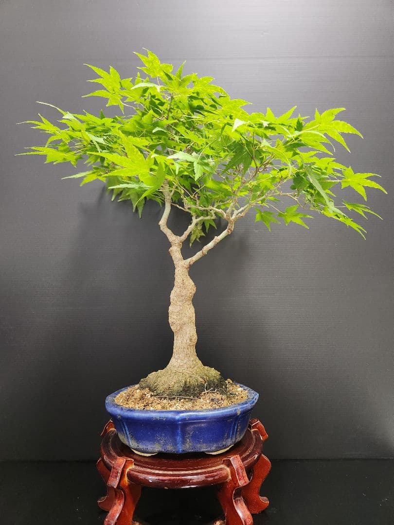 紅葉 もみじ 紅葉盆栽 もみじ盆栽 楓 カエデ　盤根