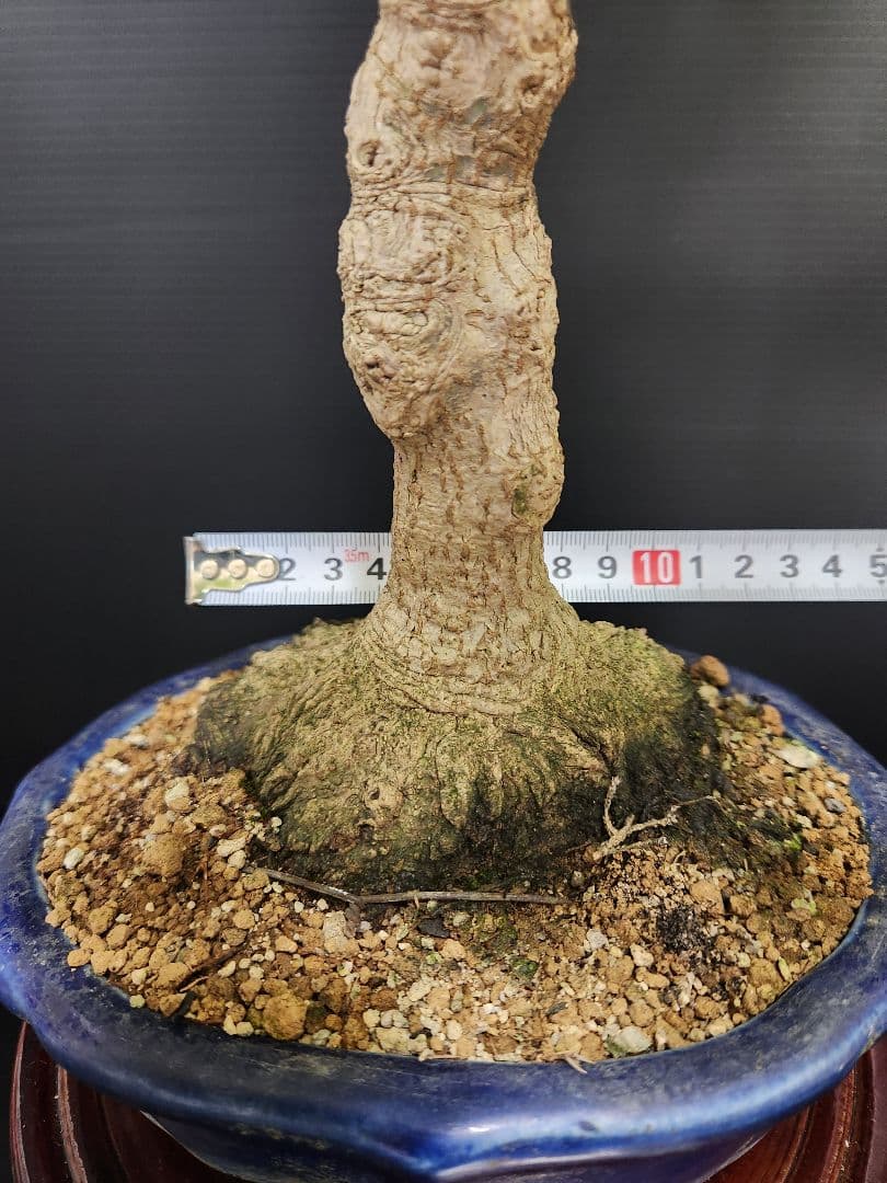 紅葉 もみじ 紅葉盆栽 もみじ盆栽 楓 カエデ　盤根