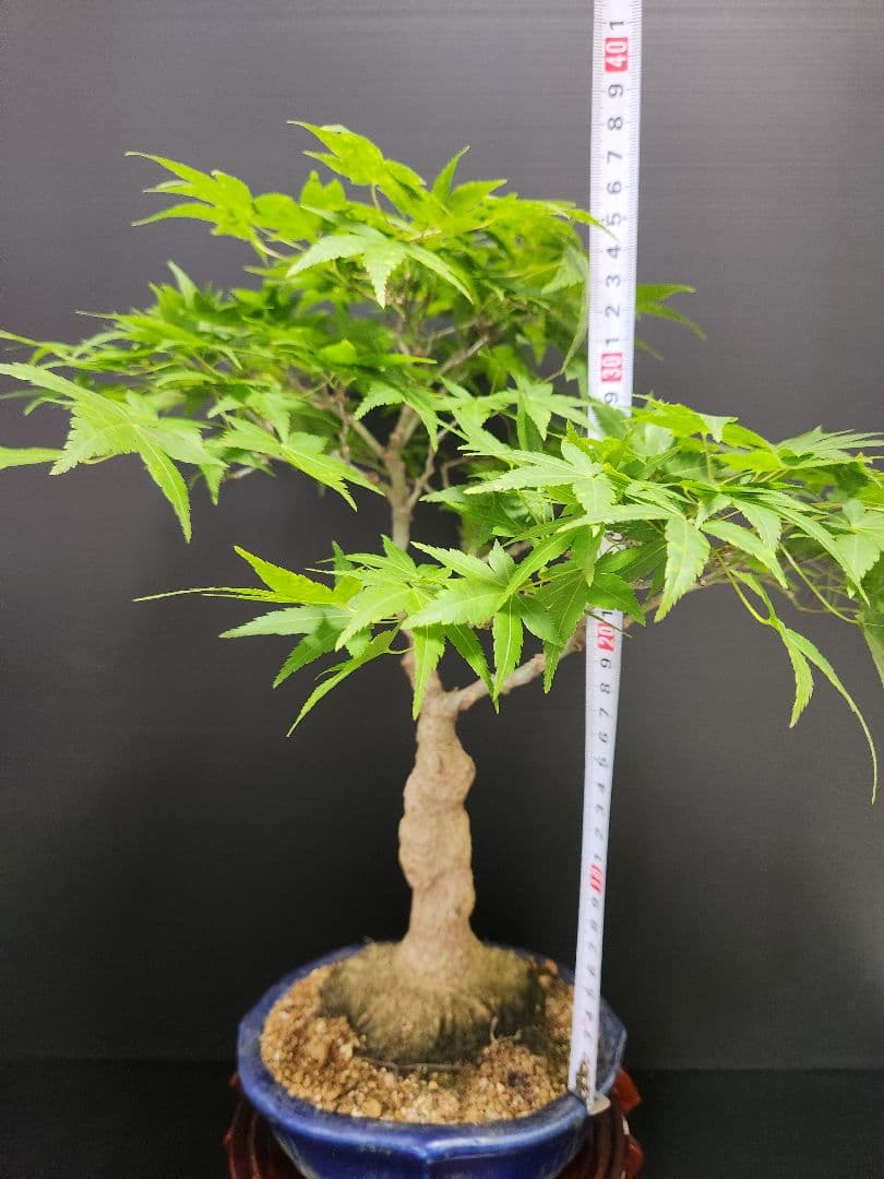 紅葉 もみじ 紅葉盆栽 もみじ盆栽 楓 カエデ　盤根