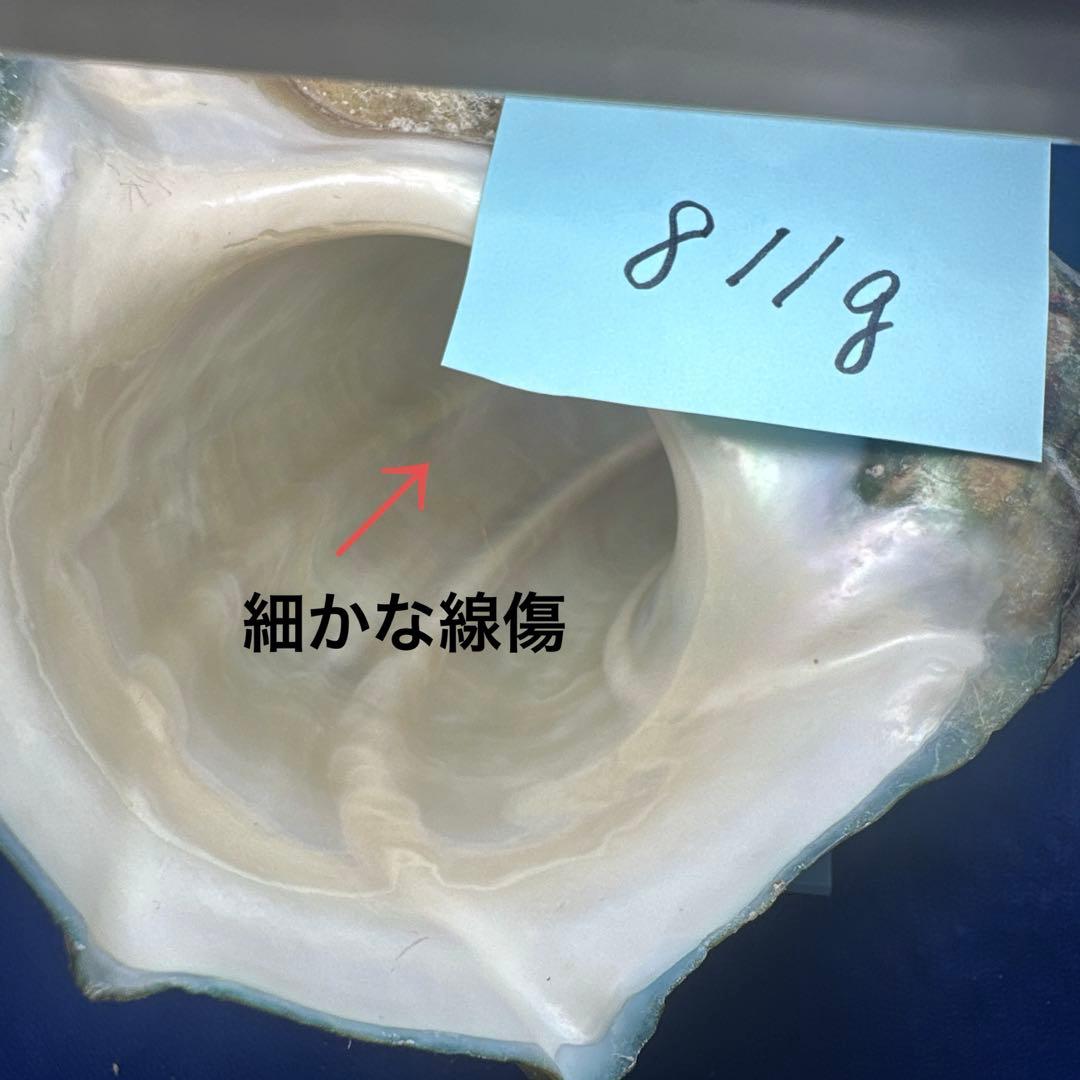 夜光貝　ヤコウ貝　まとめ売り　15個　12、5kg アクセサリー　ルア