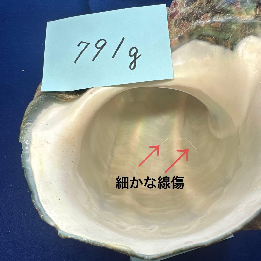 夜光貝　ヤコウ貝　まとめ売り　15個　12、5kg アクセサリー　ルア