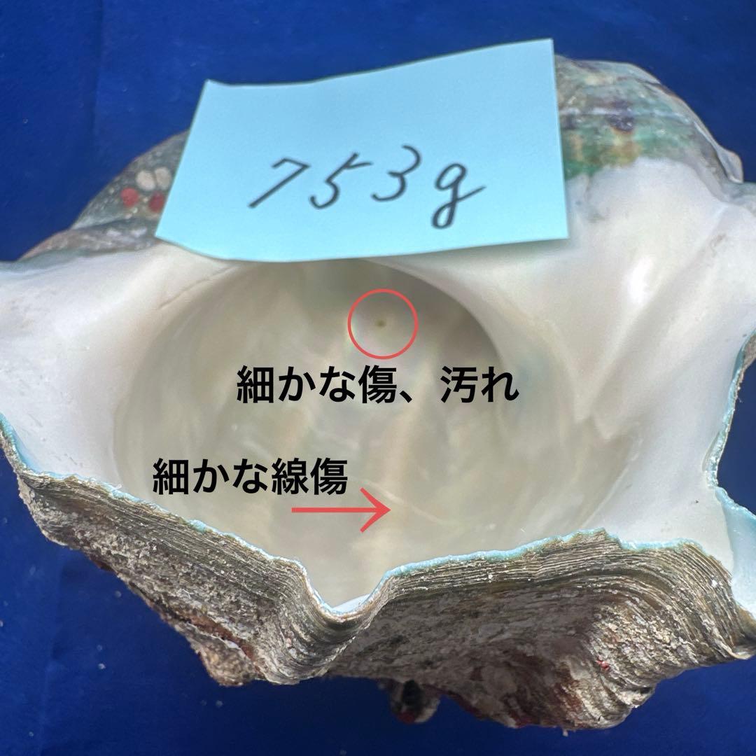 夜光貝　ヤコウ貝　まとめ売り　15個　12、5kg アクセサリー　ルア