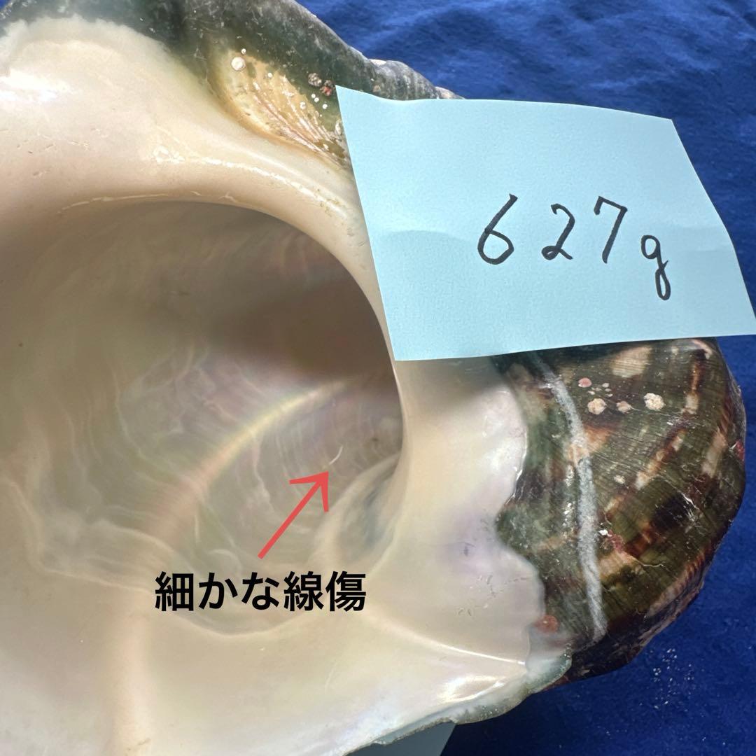 夜光貝　ヤコウ貝　まとめ売り　15個　12、5kg アクセサリー　ルア