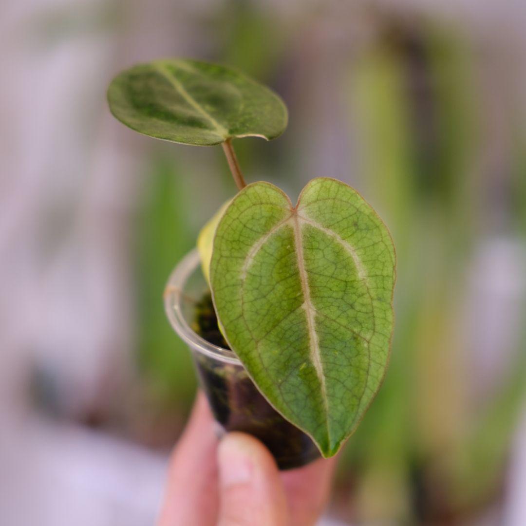 Anthurium Carlablackiae│アンスリウム カーラブラッキー