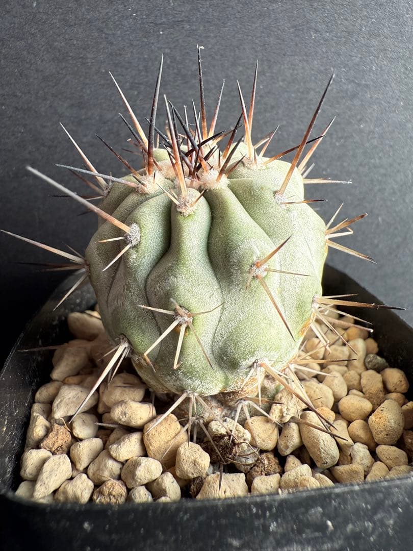 黒王丸　現地球カキコ　白肌　厳選　コレクション　多陵　シネレア