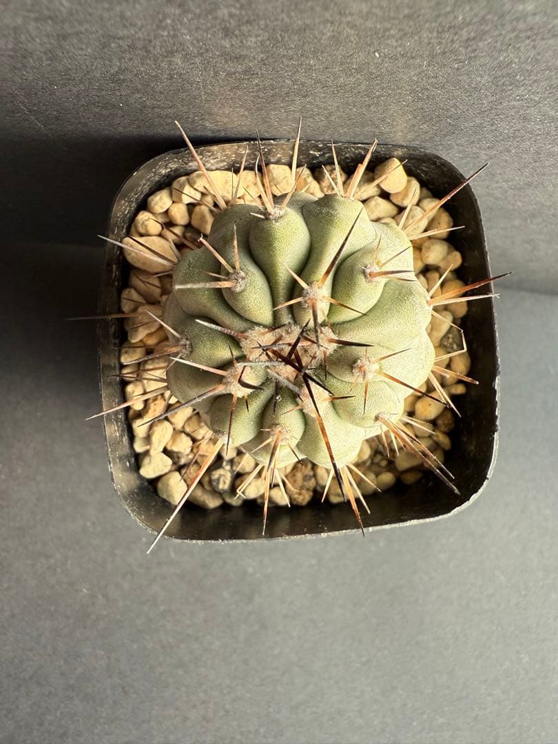 黒王丸　現地球カキコ　白肌　厳選　コレクション　多陵　シネレア