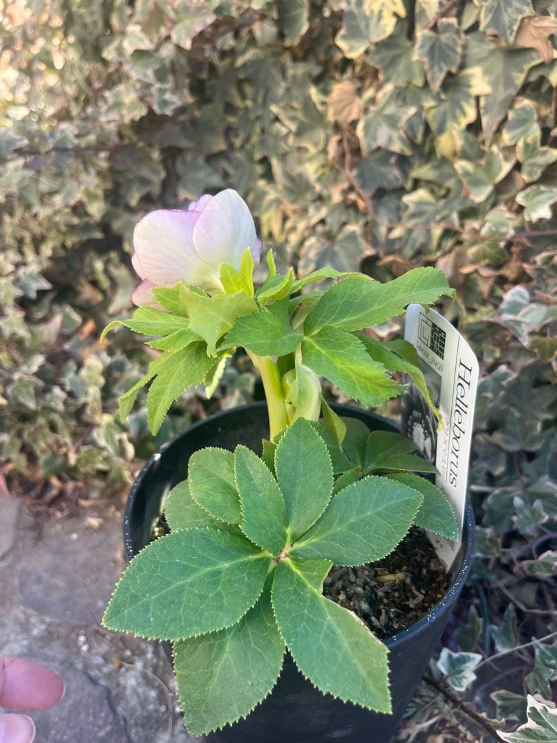 クリスマスローズ　広瀬園芸