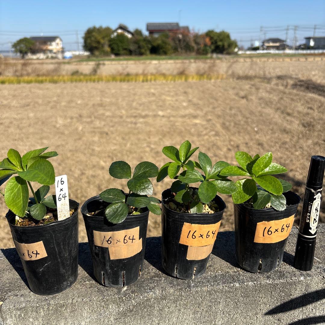 八咫烏×キラメキ⭐︎多弁レッド★クリスマスローズ苗