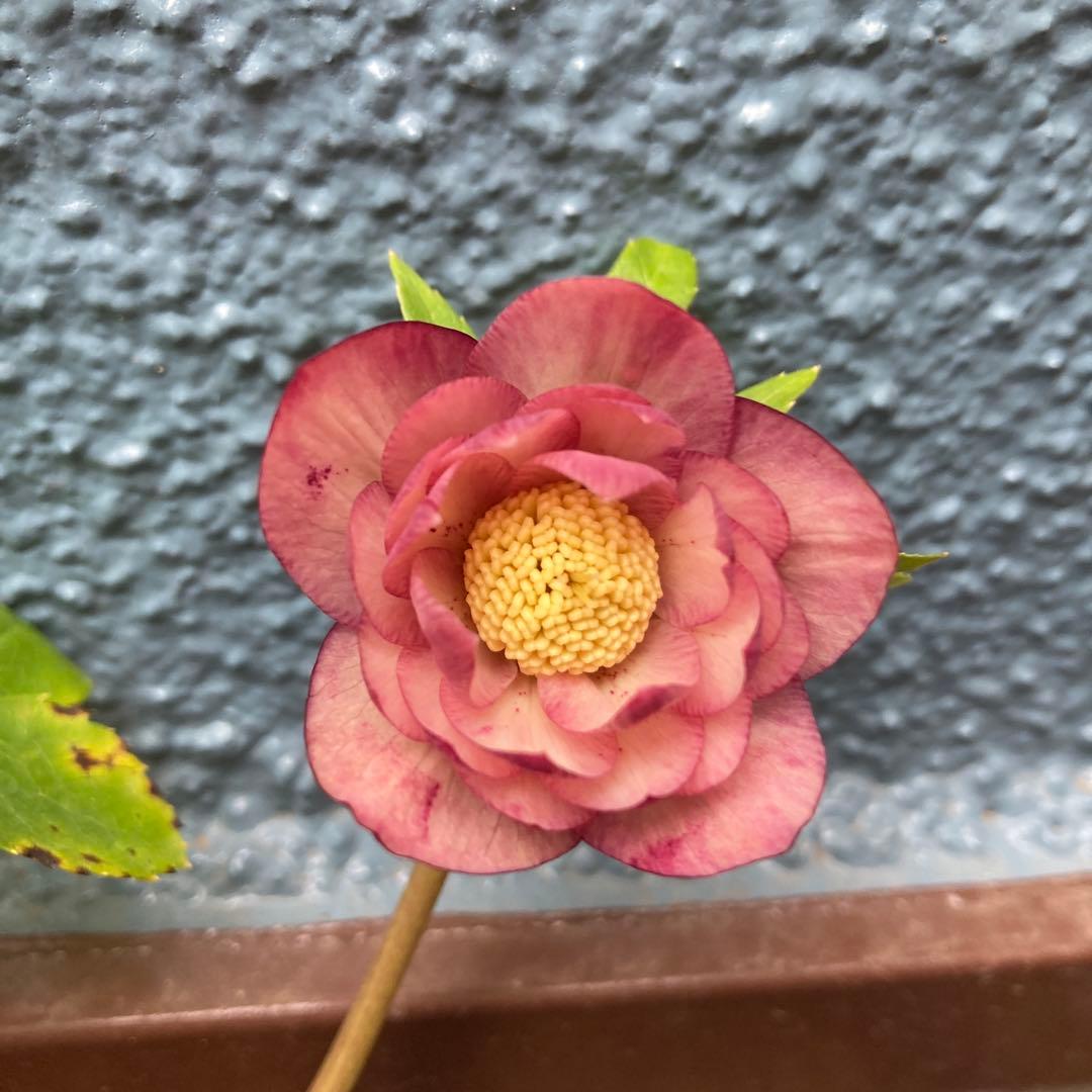 クリスマスローズ　極小輪超多弁咲き　ピンク絞り　株分け前提