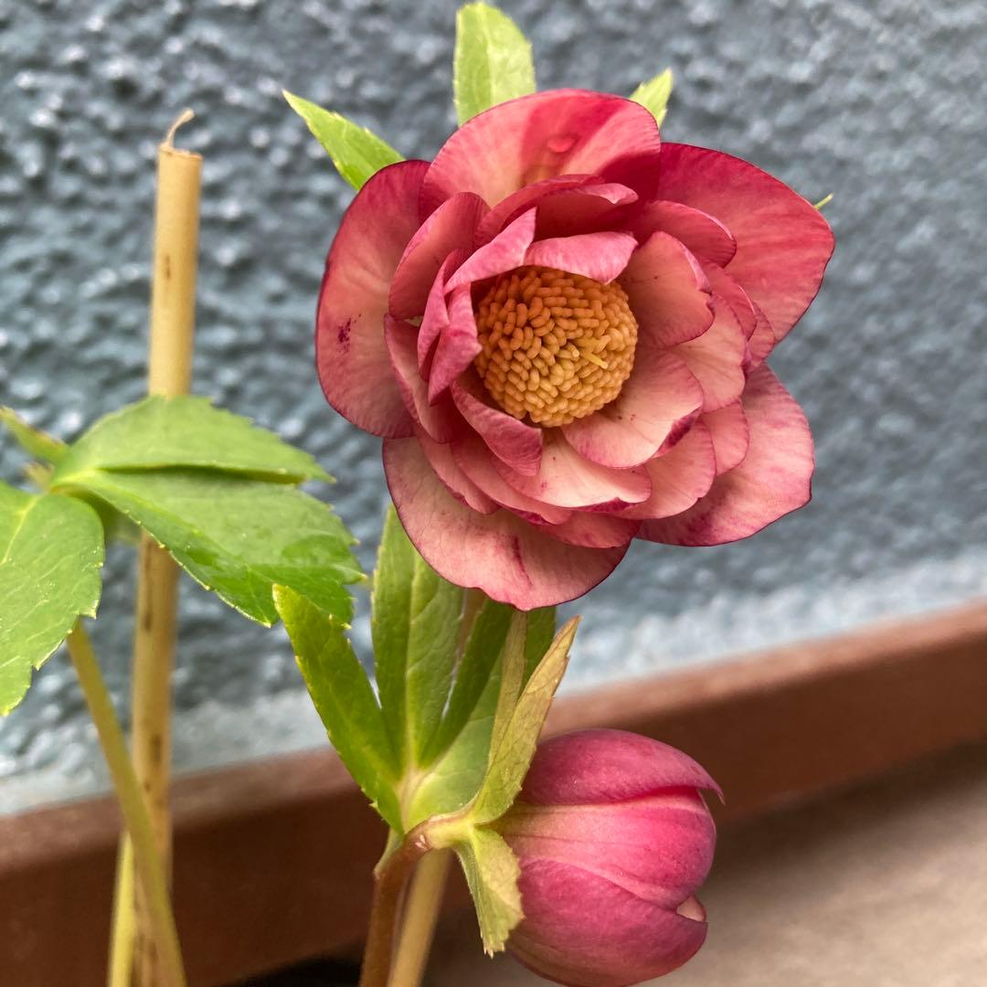 クリスマスローズ　極小輪超多弁咲き　ピンク絞り　株分け前提