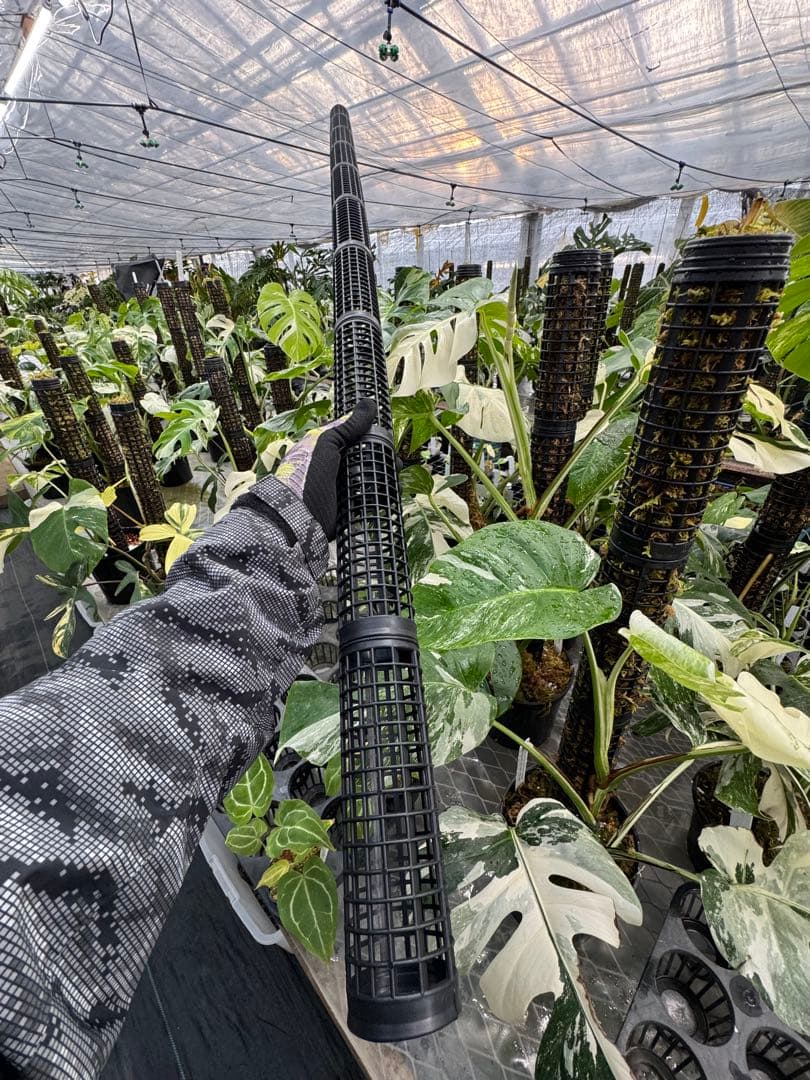 水苔無しモスポール　100本まとめ　20cmサイズ