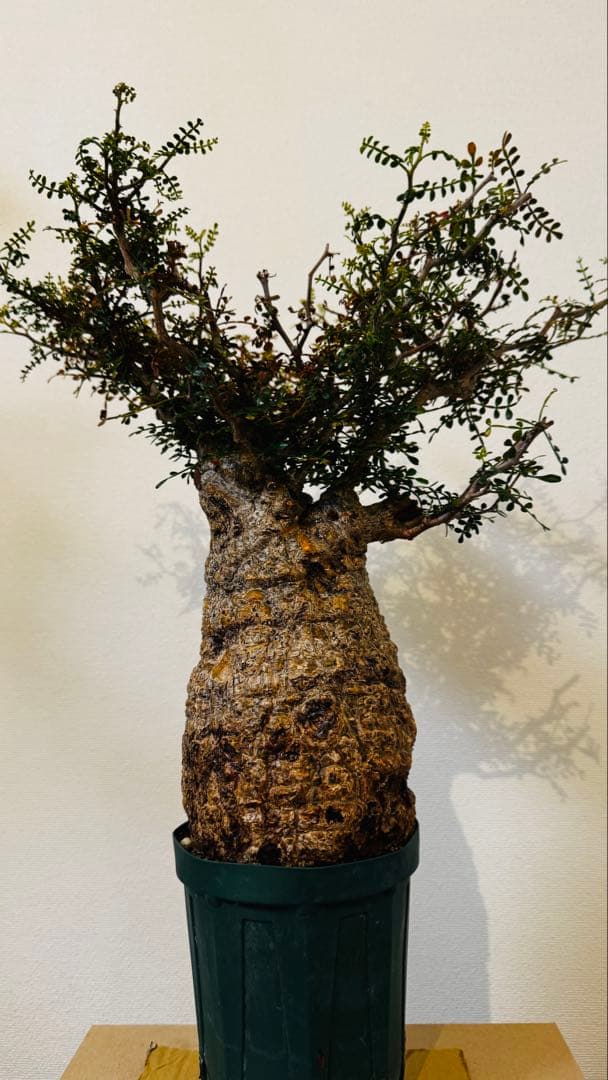 今日だけ…値引き パキプス オペルクリカリア マダガスカル バオバブ スタイル