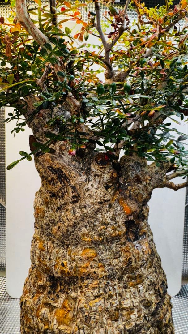 今日だけ…値引き パキプス オペルクリカリア マダガスカル バオバブ スタイル