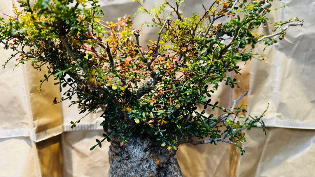 今日だけ…値引き パキプス オペルクリカリア マダガスカル バオバブ スタイル