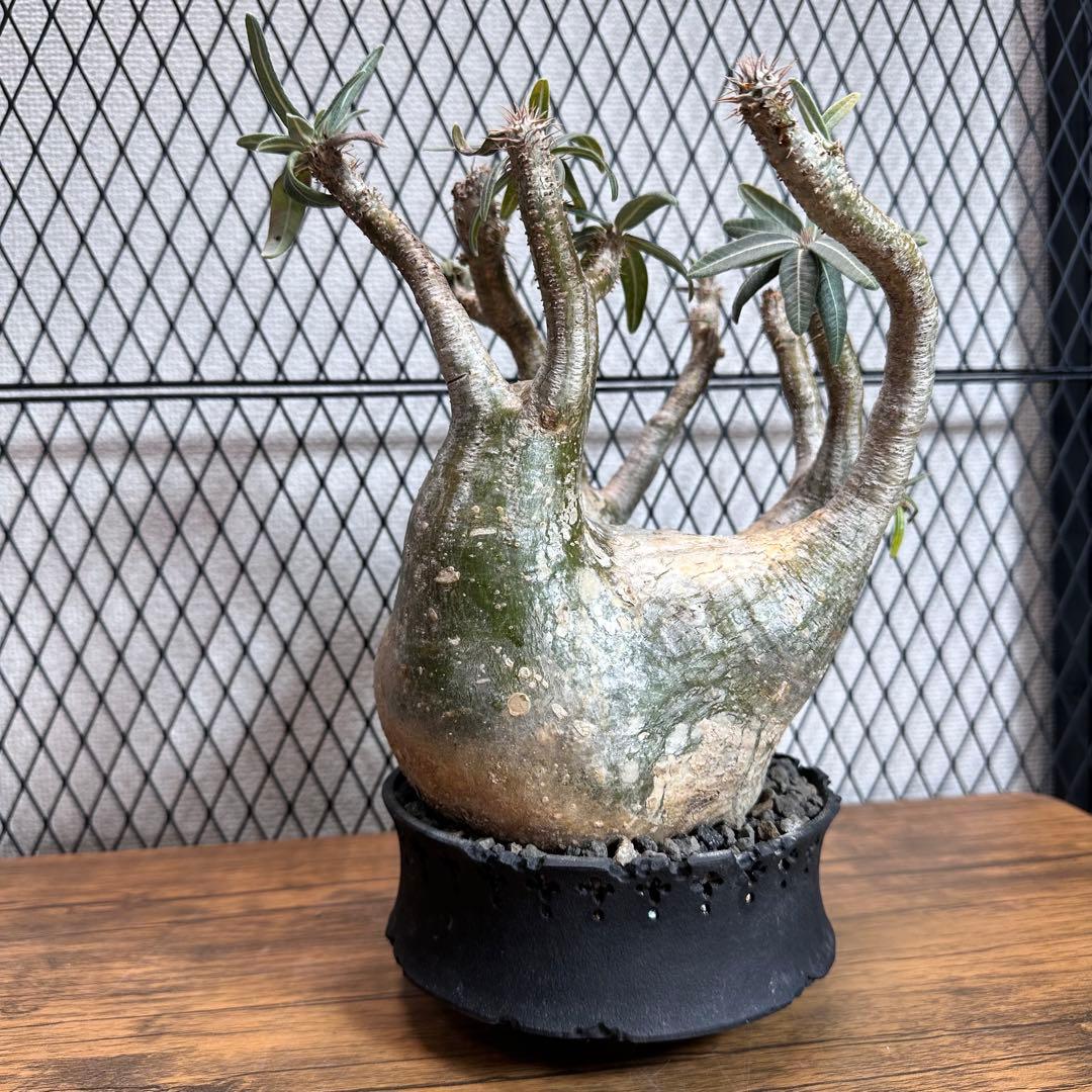 グラキリス　現地球 パキポディウム グラキリス　D.I.P×CODEコラボ鉢付き