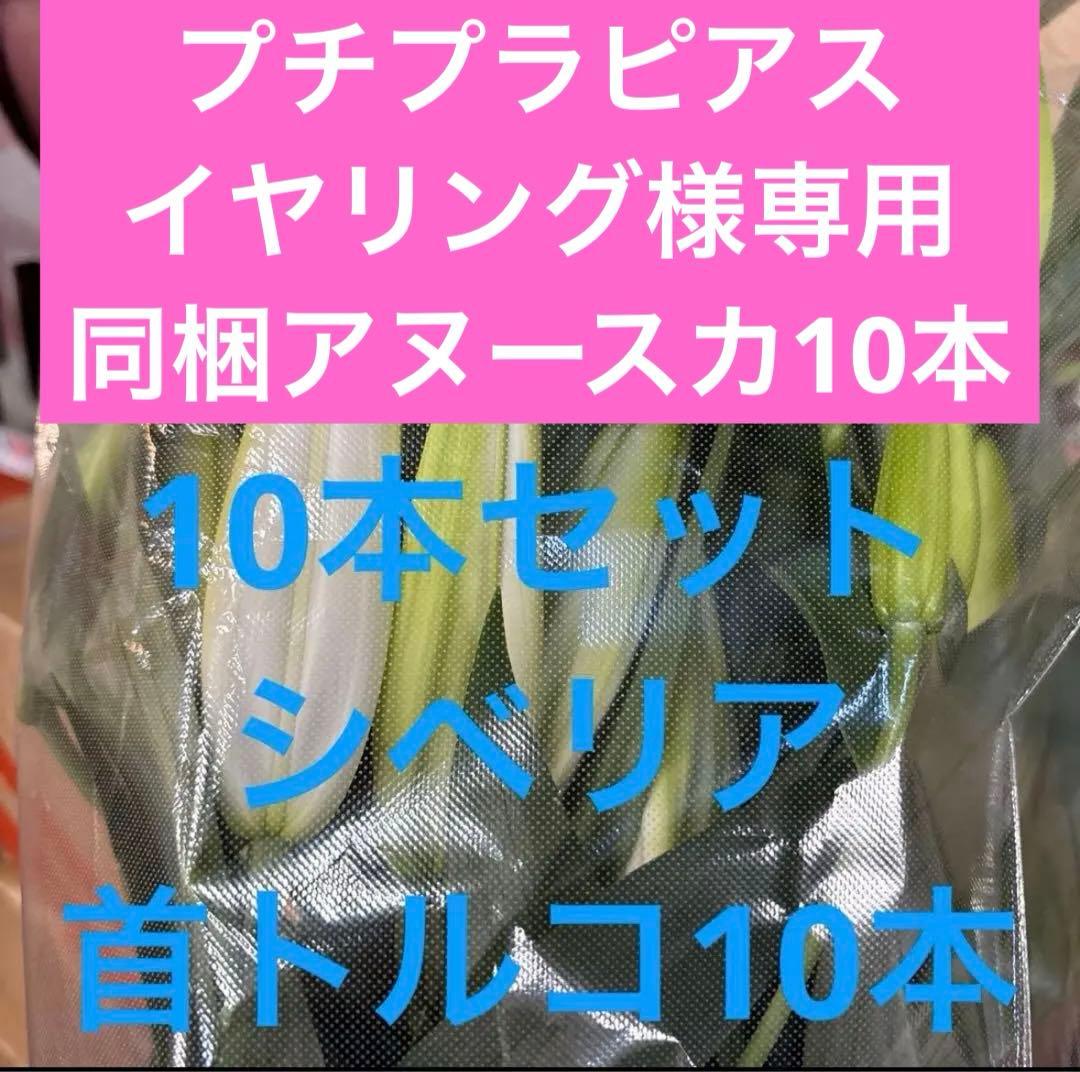 プチプラピアスイヤリング 同梱アヌースカ10本 シベリア トルコ各10本